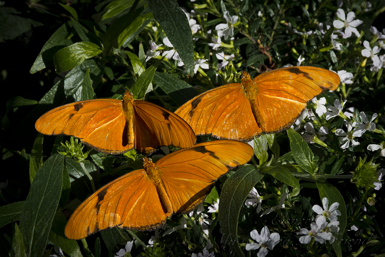 Butterflies3Orange